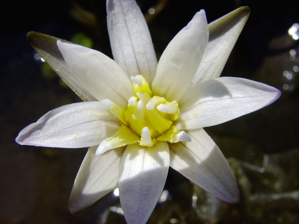 Nymphaea minuta Sep 30 05 Image005
